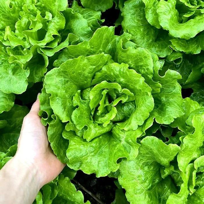 Organic Lettuce seeds for Gardening (Pack of 20)